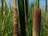 Typha laxmannii 14, Bebladerde lisdodde, Saxifraga-Ed Stikvoort