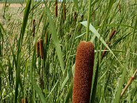 Typha laxmannii 17, Bebladerde lisdodde, Saxifraga-Ed Stikvoort : Typha laxmannii Biervliet A900