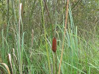 Typha laxmannii 2, Bebladerde lisdodde, Saxifraga-Rutger Barendse