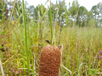 Typha laxmannii 4, Bebladerde lisdodde, Saxifraga-Rutger Barendse