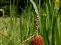 Typha minima 4, Kleinste lisdodde, Saxifraga-Ed Stikvoort : s9900