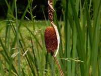 Typha minima 6, Kleinste lisdodde, Saxifraga-Ed Stikvoort : s9900