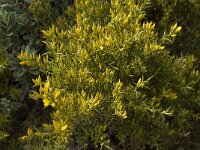 Ulex australis