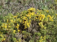 Ulex baetica ssp baetica 1, Saxifraga-Jan van der Straaten