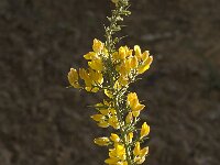 Ulex borgiae