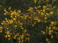 Ulex europaeus 55, Gaspeldoorn, Saxifraga-Jan van der Straaten