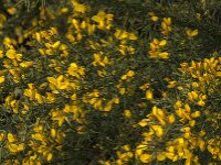 Ulex europaeus 57, Gaspeldoorn, Saxifraga-Jan van der Straaten