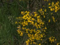 Ulex europaeus 59, Gaspeldoorn, Saxifraga-Jan van der Straaten