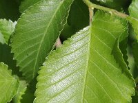 Ulmus canescens 1, Saxifraga-Rutger Barendse