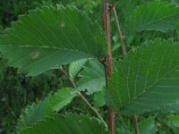 Ulmus glabra, Wych Elm