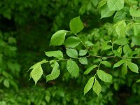 Ulmus laevis, European White Elm