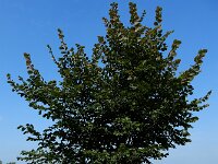 Ulmus laevis 7, Fladderiep, Saxifraga-Ed Stikvoort : A900