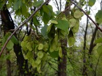 Ulmus laevis 8, Fladderiep, Saxifraga-Ed Stikvoort : Sisian en omatreken s9900