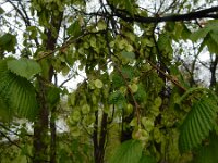Ulmus laevis 9, Fladderiep, Saxifraga-Ed Stikvoort : Sisian en omatreken s9900