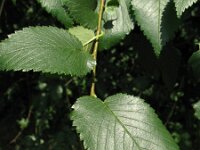 Ulmus minor, English Elm