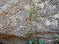 Umbilicus gaditanus 1, Saxifraga-Ed Stikvoort