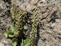 Umbilicus rupestris 1, Muurnavel, Saxifraga-Jan van der Straaten