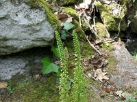 Umbilicus rupestris 48, Muurnavel, Saxifraga-Michiel Drok