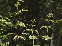 Urtica dioica, Nettle