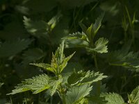 Urtica dioica 29, Grote brandnetel, Saxifraga-Jan van der Straaten