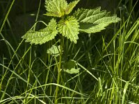 Urtica dioica 30, Grote brandnetel, Saxifraga-Jan van der Straaten