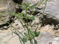 Urtica membranacea 1, Zuidelijke brandnetel, Saxifraga-Jasenka Topic