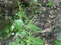 Urtica membranacea 23, Zuidelijke brandnetel, Saxifraga-Michiel Drok