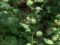 Urtica pilulifera, Roman Nettle