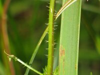 Urtica radicans