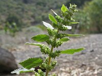 Urtica stachyoides