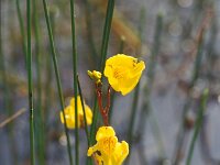 Utricularia australis 1, Loos blaasjeskruid, Saxifraga-Jan Nijendijk