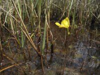 Utricularia intermedia 1, Plat blaasjeskruid, Saxifraga-Rob Felix : Plantae, Plants, planten