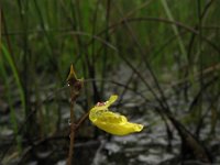 Utricularia minor, Lesser Bladderwort
