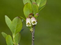 Vaccinium gaultherioides