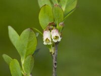 Vaccinium gaultherioides