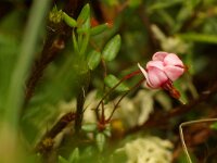 Vaccinium macrocarpon 1, Grote veenbes, Saxifraga-Kees Marijnissen