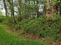 Vaccinium myrtillus 1, Blauwe bosbes, Saxifraga-Hans Dekker