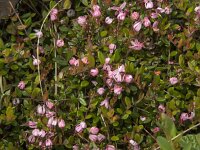 Vaccinium oxycoccos 1, Kleine veenbes, Saxifraga-Jan van der Straaten