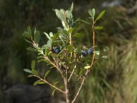 Vaccinium uliginosum, Bog Bilberry