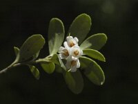 Vaccinium vitis-idaea, Cowberry