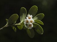 Vaccinium vitis-idaea 1, Rode bosbes, Saxifraga-Marijke Verhagen