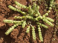 Valantia hispida 1, Saxifraga-Jan van der Straaten