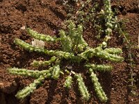 Valantia muralis