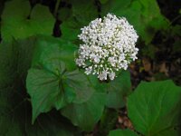 Valeriana alliarifolia