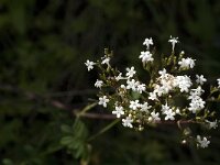 Valeriana asarifolia 1, Saxifraga-Jan van der Straaten