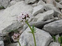 Valeriana bertiscea