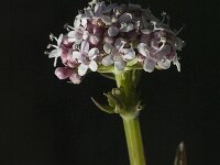 Valeriana dioica 1, Kleine valeriaan, Saxifraga-Marijke Verhagen