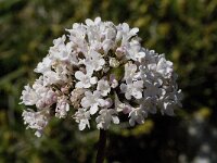 Valeriana italica