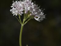 Valeriana montana, Mountain Valerian