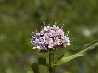 Valeriana rotundifolia